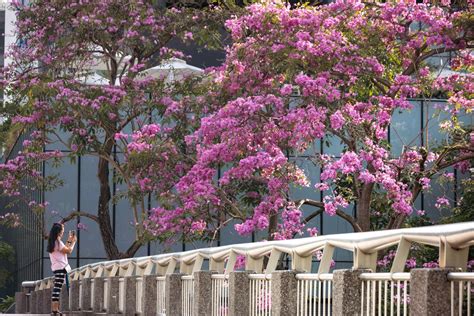 Trumpet Trees Are In Bloom Again Experience ‘sakura Season Right Here