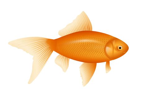 Png Images Of Fish Fish Transparent Pictures Free Download Free