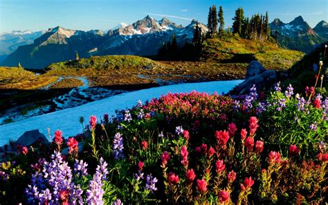 Free Images Nature Flower Wilderness Wildflower Mount Scenery