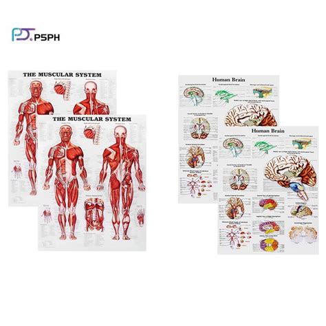 Brain Anatomy Poster 2 Pack Laminated Human Brain Chart Medicine