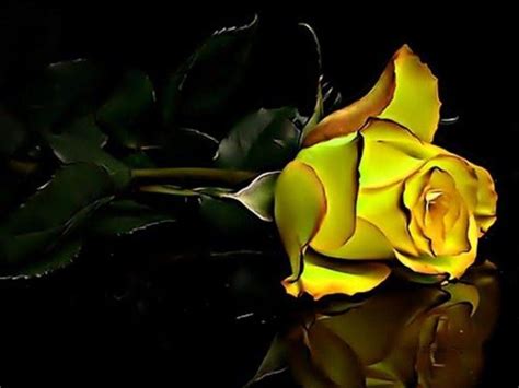 Download cool phone wallpapers at vividscreen. Wallpapers Yellow Rose - Wallpaper Cave