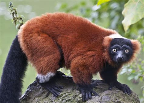 Red Ruffed Lemur Lemur Rainforest Animals Wild Animals Photos