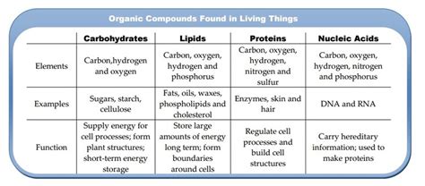 Carbohydrates Proteins Lipids And Nucleic Acids Chart Chart Walls