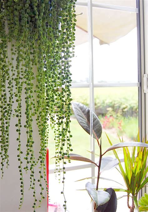Beautiful Oversized Hanging Plants Apartment Therapy