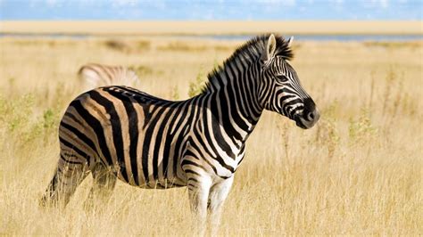 Ternyata Ini Fungsi Warna Belang Hitam Putih Di Kuda Zebra