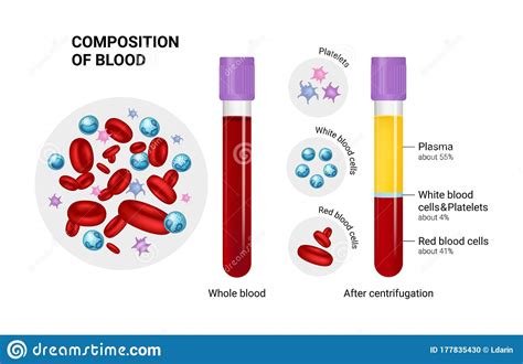 Vector Diagram Of Blood Composition Educational Illustration Stock