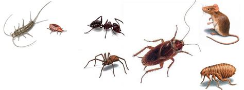 What is integrated pest management (ipm)? ABCO Exterminating - Pacific, Missouri | Facebook