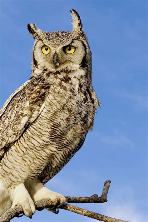 Great Horned Owl Photos