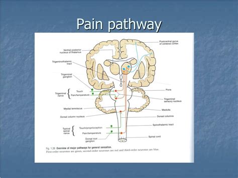 Ppt Pain Pathway Powerpoint Presentation Free Download Id3516450