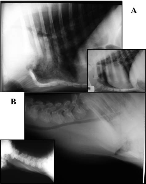 X Ray Image Of The Calf With Cervical Ectopia Cordis At 5 Days Of Age