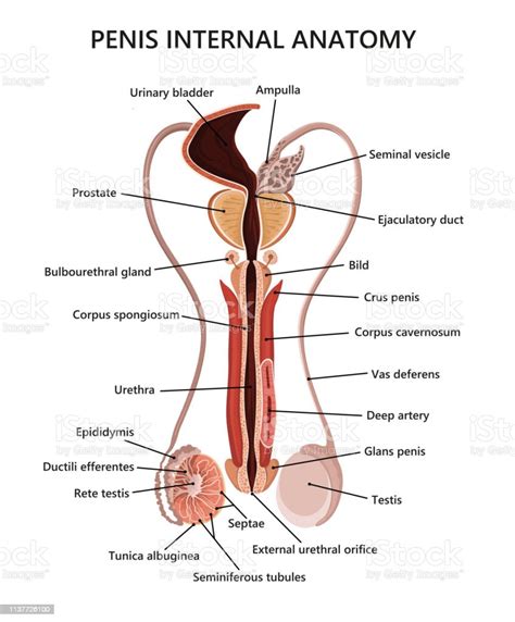 Male Reproductive System Stock Illustration Download Image Now Istock