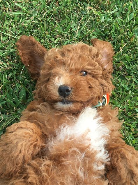Red Mini Goldendoodle Lager My Friend Ashleys Puppy ️ Mini