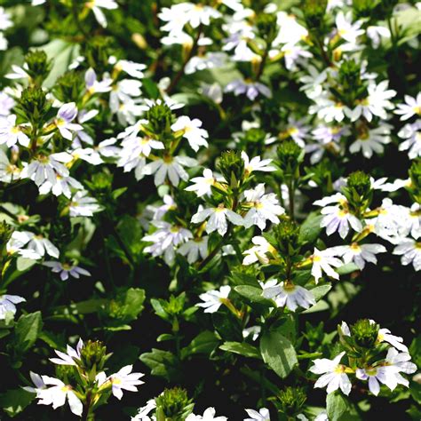 Scaevola A Whirlwind White Beds And Borders
