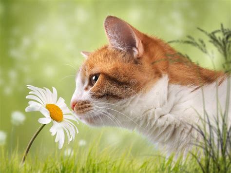 Cat Sniffing The Flower Is A Daisy Beautiful Natural Background Stock