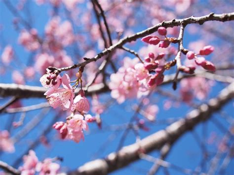 Pink Cherry Blossom Tree Branch In Bloom In Spring With Blue Sky