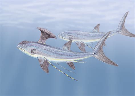 Fossils of this shark have been found all over china, europe. Stethacanthus altonensis | Fossil Wiki | FANDOM powered by ...