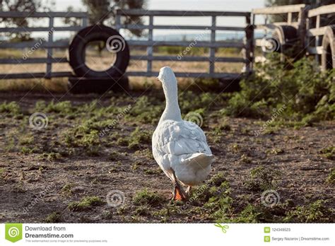White Goose Enjoying For Walking In Garden. Domestic Goose. Goose Farm. Home Goose. Stock Image 