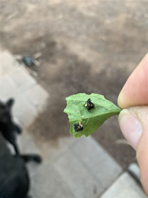 what are these bugs eating my pepper leaves r gardening