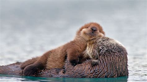 Bing Image Archive Sea Otter With Pup Prince William Sound Alaska