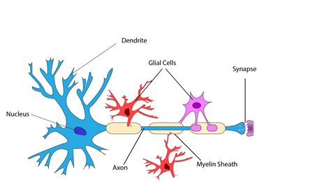 Diagram Of A Neuron With Labels - General Wiring Diagram