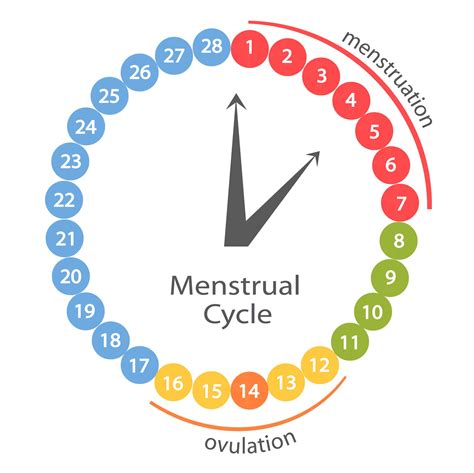 Understanding Ovulation What Is It And How Does It Work