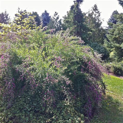 Sep 21, 2017 · thunberg's lespedeza is a perennial flowering subshrub that is also commonly know as bush clover. Lespedeza thunbergii 'Gibraltar' from NVK Nurseries