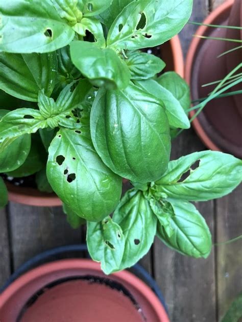 I have a kph30i that i would love to yaxi but mfs said it was hard to do. Help! What's Eating my Basil? - Food Gardening, Foraging ...