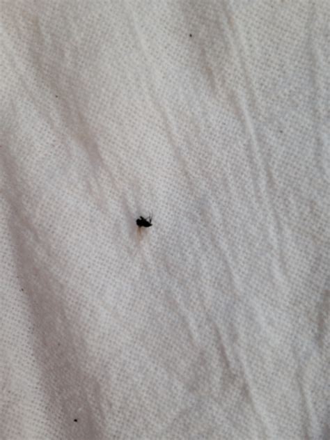 Tiny Black Bugs With Wings That Gather Around Window Sills Help