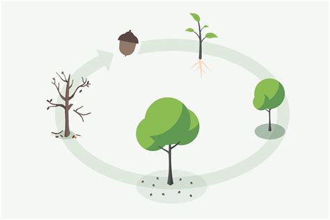 The Life Cycle Of A Tree Ecotree