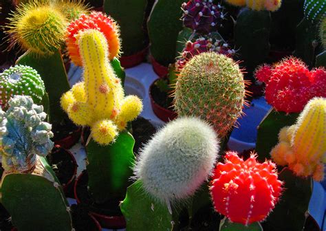 Colorful Baby Cactus In 2020 Baby Cactus Painted Rock Cactus Cactus