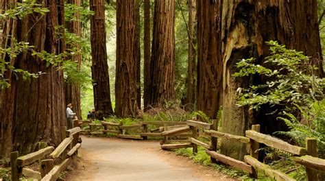 Muir Woods National Monument In Mill Valley Uk