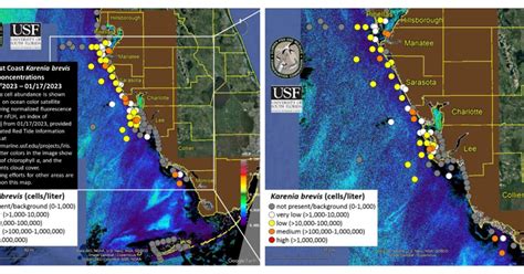Red Tide Is Finally Receding Along The Gulf Beaches Wusf