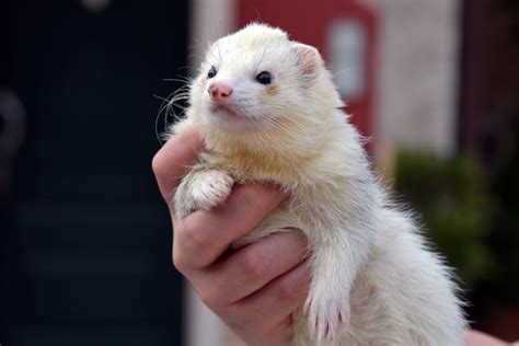How Much Do Ferrets Cost The Ultimate Beginners Guide The Modern Ferret