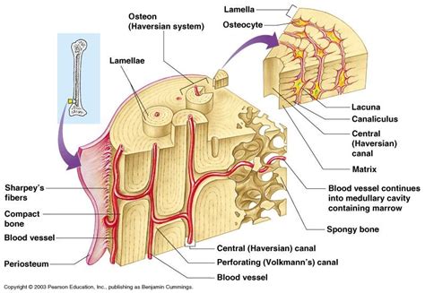 Compact Bone Diagram Lacunae Bone Histology General Overview Compact Bone Is The Dense Part Of