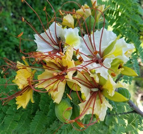 Description for gulmohar, delonix regia the flamboyant flame tree provides welcome shade and no this is not a dream.this makes my job very easy.the poinciana tree is the definition of tree. Delonix Elata Tree 5 Seeds, White Gulmohar Poinciana Bonsai