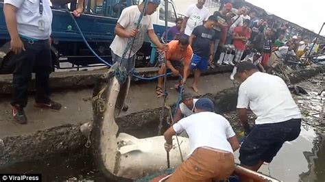 Dead Whale Shark Is Pulled From Sea With Crisp Packets And Plastic Bags