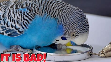 Budgie Mirror Is Bad Actually For Your Bird Youtube