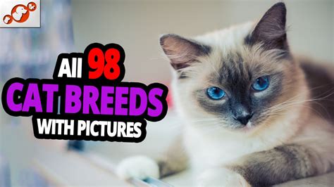 🐈 All Cat Breeds A Z With Pictures All 98 Breeds In The World All