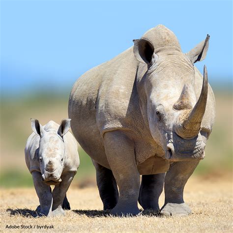 Ban The Rhino Horn Trade In South Africa Take Action The Rainforest