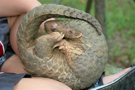 Wildlife Of The World Pangolin Animal Facts And Images 2013