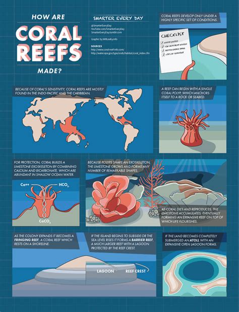 How Coral Reefs Are Formed Infographic Rsmartereveryday
