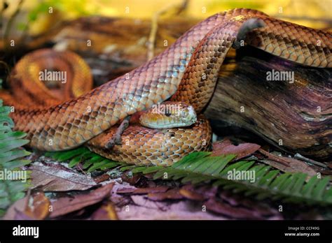An Everglades Rat Snake Hi Res Stock Photography And Images Alamy