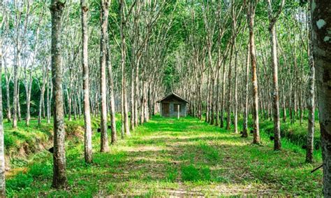 Plantação De Borracha De árvore Ou Borracha De Látex Ou Para