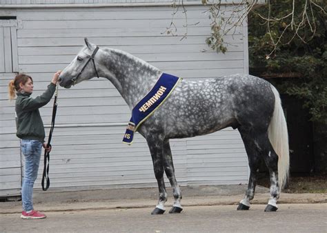 Orlov Trotter — Stallion Sultan By Kazakov Stud Farm Horses Grey