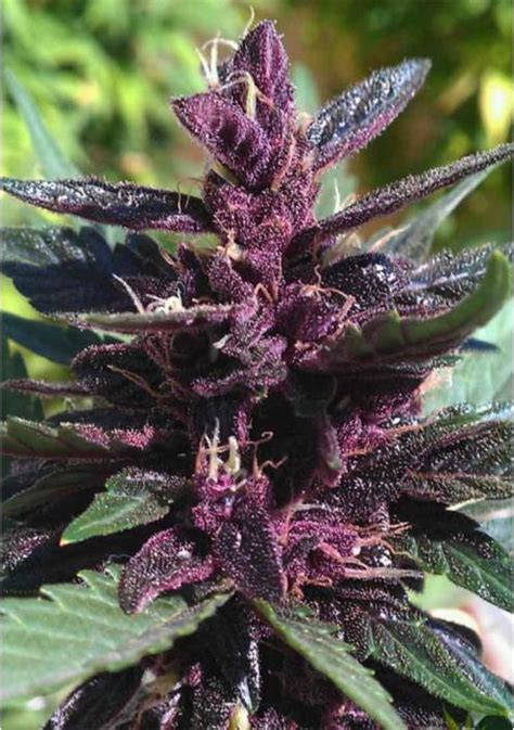 Comprar Purple Kush De Buddha Seeds Semillas Feminizadas