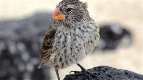 Galapagos Finches Combat Killer Maggots With Scientists Help