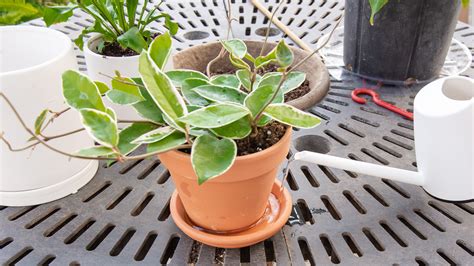 9 Practical Tips For Watering Houseplants Mulhalls