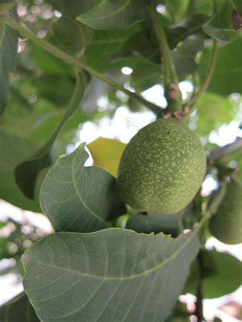 Walnut Nut How To Grow Beatiful Walnut Plant Growing Walnut Tree In