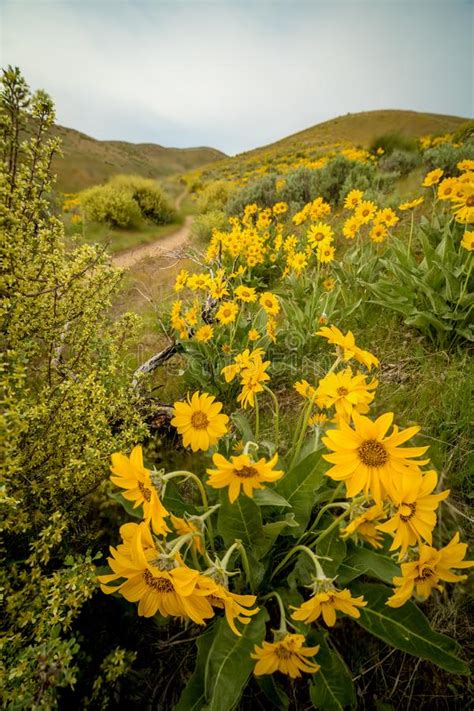 Please contact this domain's administrator as their dns made easy services have expired. Wild Flowers In The Foothills Above Boise Idaho With A ...