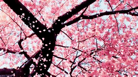 Cherry Blossom Animated Gif Cherry Blossoms Pink Gif Dozorisozo